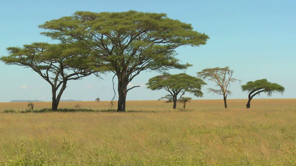 acacia trees on the african savannah